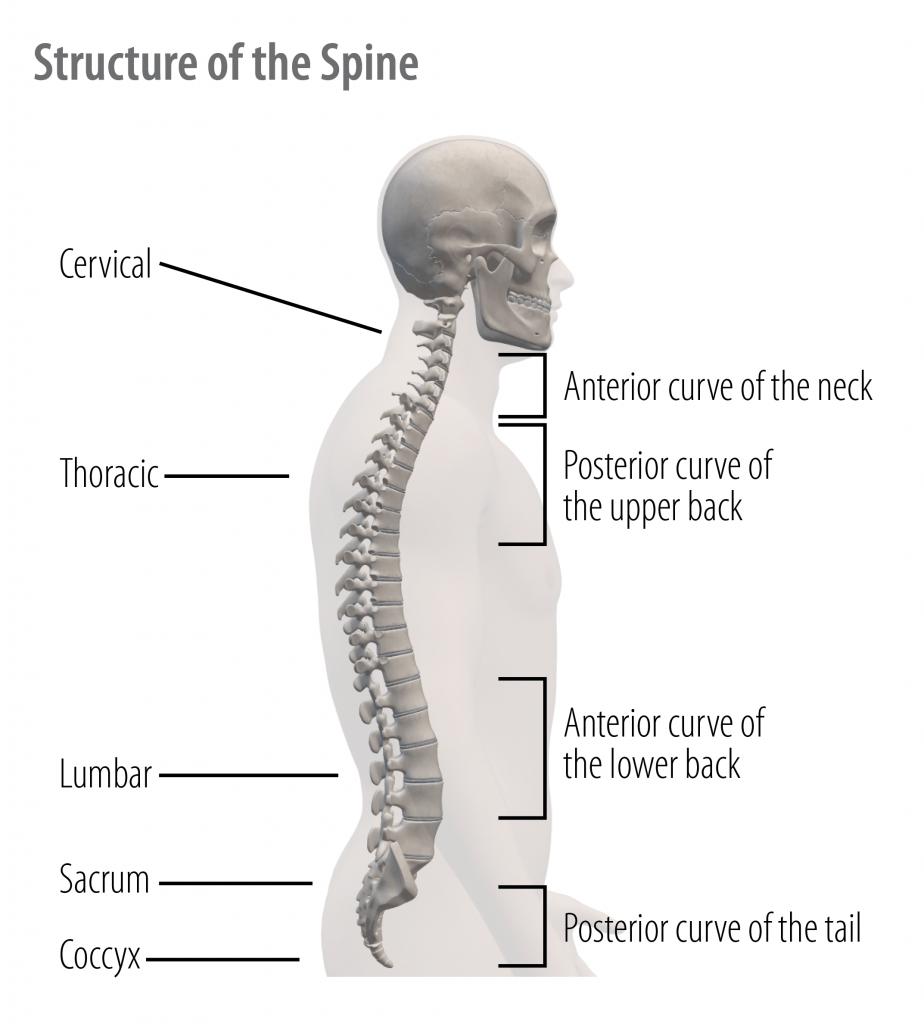 Spine