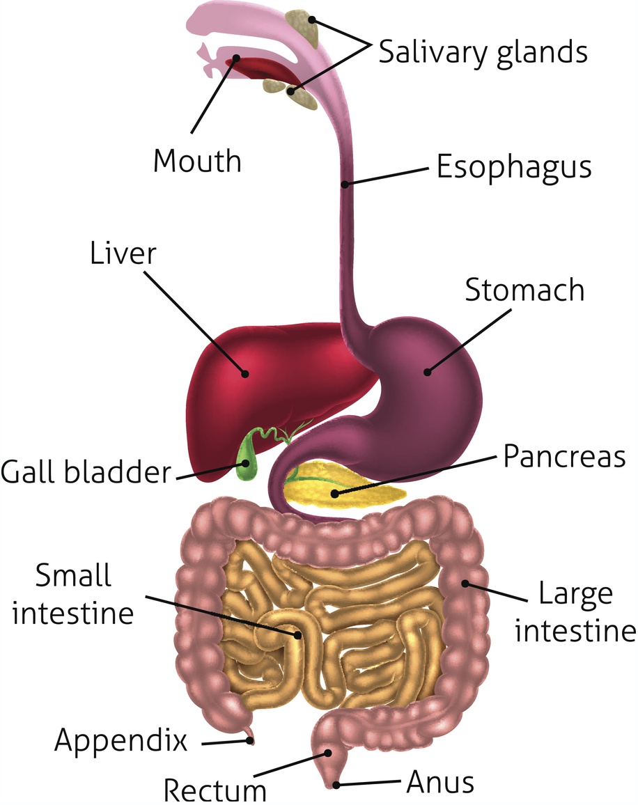 Lesson 2.1: Overview of Digestion and Aging – Instructor Resource Center